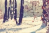 Graffiti Laptop Skin Snow Branch Photo