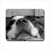 Mouse Pad - Cute Staffie Photo
