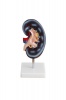 Kidney Model - Urinary System Model Photo