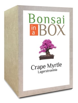 Photo of Bonsai in a box - Crape Myrtle