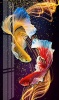 Diamond Dot Painting - Fish 50x80cm Photo