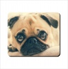 Mouse Pad - Adorable Pug Photo