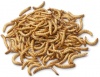 5 kg Dried Mealworms Photo
