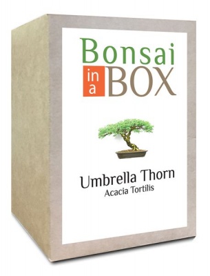 Photo of Bonsai in a box - Umbrella Thorn Tree