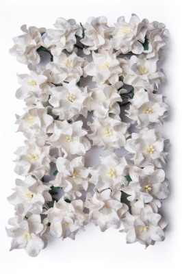 Photo of Bloom Gardenia - White 3.5 cm