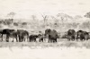 Composite Framed Canvas Elephants Photo