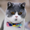 Premium Pop Series Design Cat Collar with Bow Tie and Bell Photo
