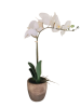 Artificial White Orchid Plant with Brown Vase 1 Stem Photo
