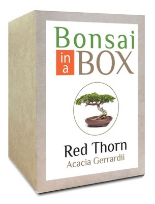 Photo of Bonsai in a box - Red Thorn