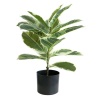 HouzeComfort Artificial Plastic Ficus Elastica Pot Plant Indoor and Outdoor Photo