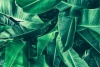 Graffiti Laptop Skin Green Leaves Photo