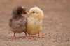 Graffiti Laptop Skin Baby Chicks Photo