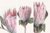 MDF 3 Piece Collage Pink Protea Photo