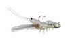 Live Target Fleeing Shrimp Photo