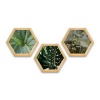 Pine Boxed Canvas Hexagonal 3 piecese collage Succulants & Leaves Photo