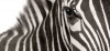 Composite Framed Canvas Zebra Photo