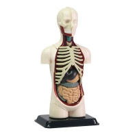 Edu Science Edu Science Human Body Anatomy Model