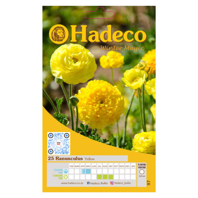 Photo of Hadeco Ranunculus - Regular - Yellow - 2 x 25 bulbs