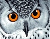 BENGATOUCH Paint by Numbers for Adults - Wise Owl Photo