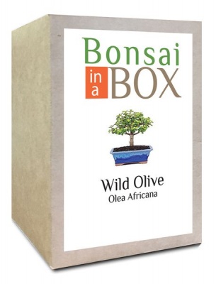 Photo of Bonsai in a box - Wild Olive