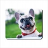 Mouse Pad - Pug Looking Photo