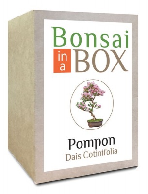 Photo of Bonsai in a box - Pompon Tree