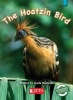 The hoatzin bird Photo