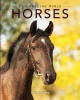 Horses Photo