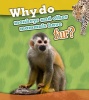 Why Do Monkeys and Other Mammals Have Fur? Photo