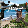 Surfer Kangaroo Photo