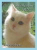 All My Purrs Spicy Photo