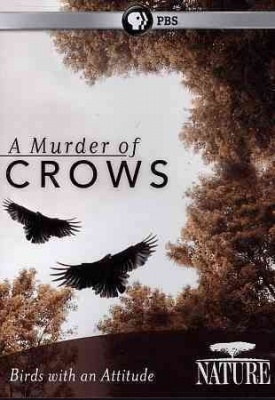 Photo of Nature: Murder Of Crows