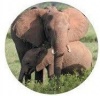 Tower Magnetic License Disc Holder - Elephant Photo