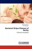 Bacterial Stripe Disease of Barley Photo