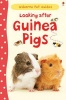 Looking After Guinea Pigs Photo