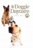 Doggie Daycare Photo