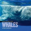 Face to Face with Whales Photo