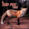 A Red Fox Tale Photo