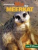 Mia the Meerkat Photo