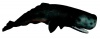 Collecta Sea Life-Sperm Whale-Xl Photo