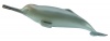 Collecta Sea Life-Ganges River Dolphin-M Photo