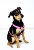 Rogz Fancy Dress Pink Paws Dog H Harness Extra Large