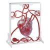 Edu-Science Science & Technology Pumping Heart Photo