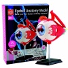 Edu-Science Science & Technology Anatomy Model - Eyeball Photo