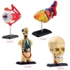 Edu-Science Science & Technology 4" 1 Anatomy Photo