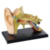 Edu-Science Science & Technology Anatomy Model - Ear Photo