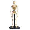 Edu-Science Science & Technology 160cm Skeleton with Stand Photo