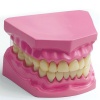 Edu-Science Science & Technology Dental Model Photo