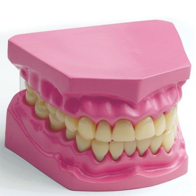 Edu Toys Edu Science Science Technology Dental Model