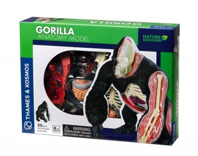 Nature Discovery Animal Anatomy Gorilla